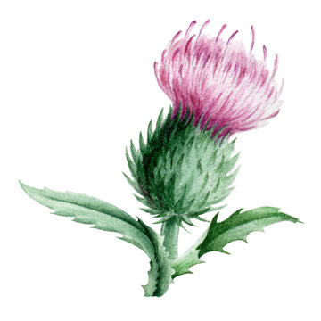 Thistle with purple flowers and green leaves watercolor illustration. Medical wildflower herb and a scottish symbol. Hand painted thistle flower and isolated on white background.