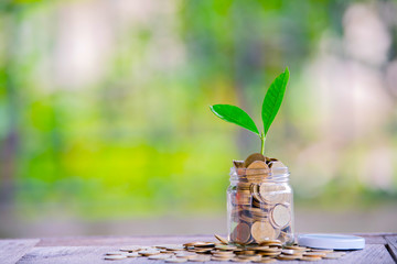 Glass jar with coins Plant seedlings grow on bottles - investment ideas for growth
