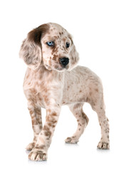 puppy english setter