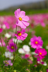 Obraz na płótnie Canvas Beautiful pink flowers with blurred background in Thailand. Horizontal shot.