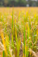 The rice plant begins to grow, young rice in the paddy field.Thailand