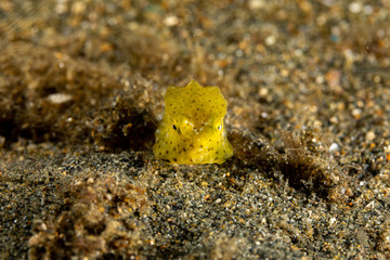 Juvenile, yellow boxfish, Ostracion cubicus is a species of boxfish
