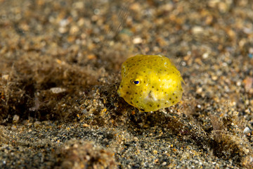 Juvenile, yellow boxfish, Ostracion cubicus is a species of boxfish