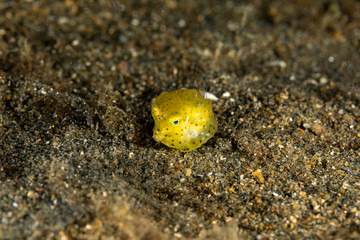 Juvenile, yellow boxfish, Ostracion cubicus is a species of boxfish