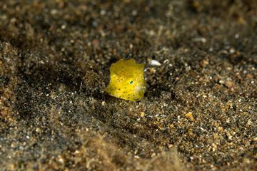 Juvenile, yellow boxfish, Ostracion cubicus is a species of boxfish