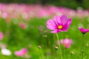 Fototapeta premium Piękne różowe kwiaty kosmosu w ogrodzie z niewyraźne tło w słońcu, Tajlandia. ujęcie poziome.