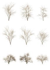 Japanese maple tree winter season on a white background with clipping path.Realistic 3D rendering....
