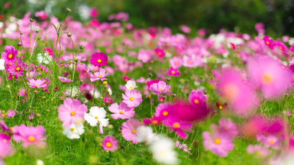 Obraz premium Beautiful pink cosmos flowers in a garden with blurred background under the sunlight, Thailand. horizontal shot.