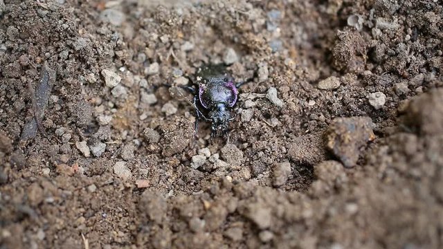 Ground beetle (Carabus hortensis) digs itself out from under the ground