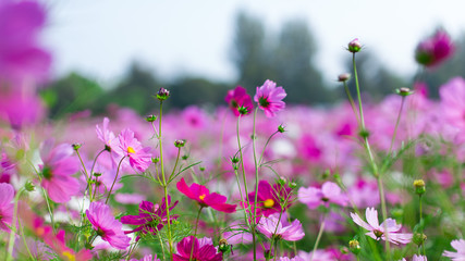 Beautiful pink cosmos flowers in a garden with blurred background under the sunlight, Thailand. Horizontal shot.
