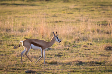 Beautiful adult springbok walking through African savanna.