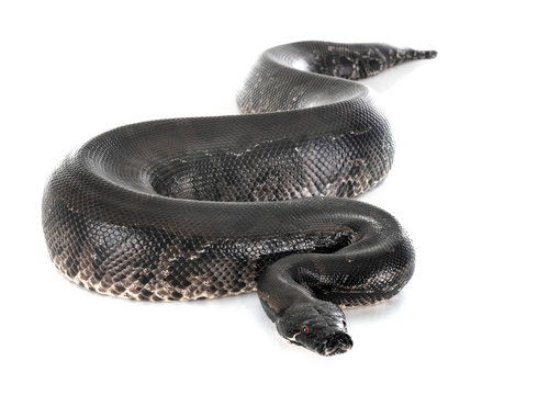 python black curtus