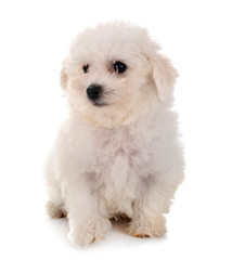 Bichon Frise in studio