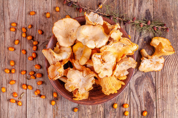 Naklejka na ściany i meble Yellow fresh raw chanterelles mushrooms in the bowl on the wooden background with sea backthorns berries and pine twig with cones. Autumn concept.