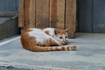 Fototapeta premium happy cat katze auf madagaskar