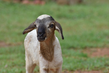 portrait of a ram  or lamb on out door 