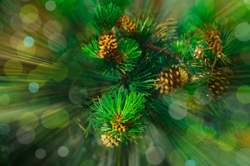 Christmas blurred background. Unfocused fir tree with cones and light