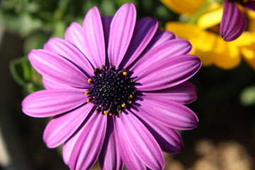 Fototapeta premium ディモルフォセカの花