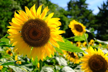 青空 ひまわり畑 sunflower ヒマワリ 向日葵 夏 お花 綺麗 