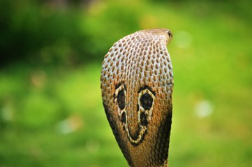 Fototapeta premium closeup of snake