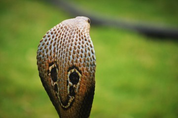 Obraz premium Cobra snake hood