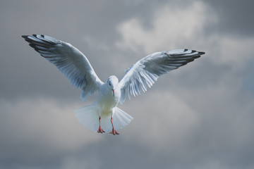 Black headed Gull bird flying in a storm