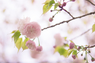 Cherry Blossom 桜