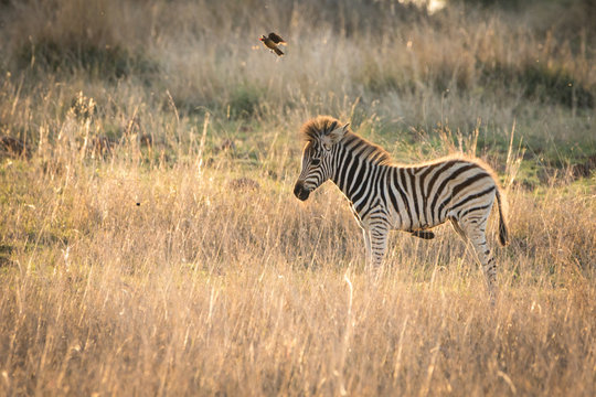 Lonely young zebra on plains of Africa