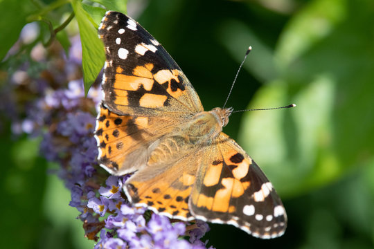 Painted Lady Butterfly  on buddleia in the United Kingdom