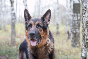 Dog German Shepherd outdoors in an autumn