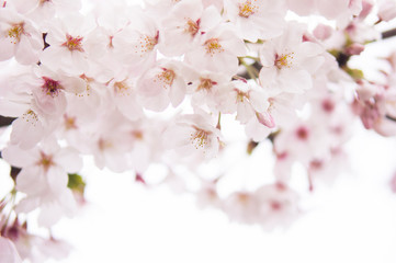 Fototapeta premium Cherry Blossom 桜