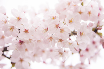Cherry Blossom 桜
