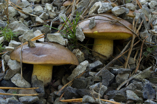 Two mushroom close up.