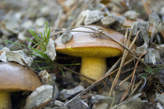 Two mushroom close up.