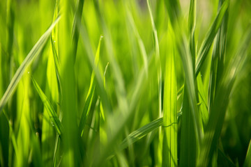 Rice on field. Green leaves background