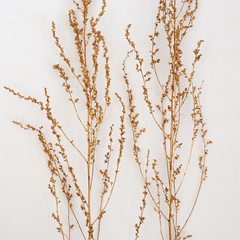 Gold painted plants on light background. Minimal trendy concept. Autumn still life trend color. Nature grass. Flat lay.