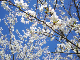 Flowers of the cherry blossoms