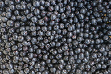 Black chokeberry