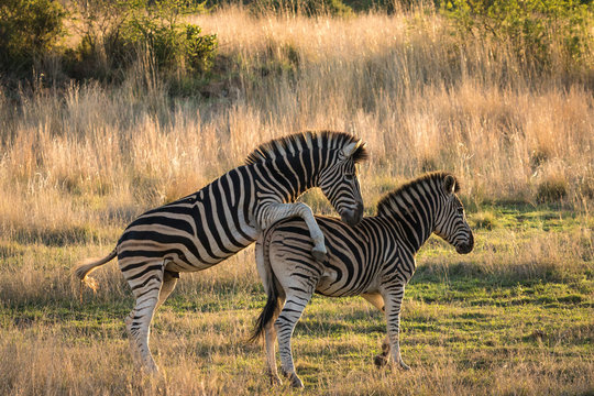 Adult zebra mating