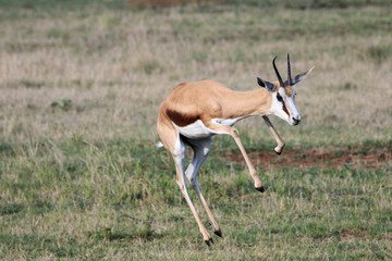 Beautiful adult springbok jumping