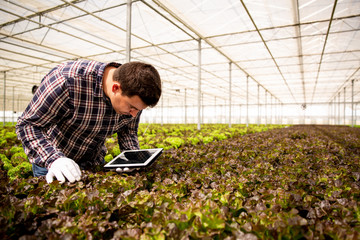 Male agronomist analyzes salad plants and looks at the tablet