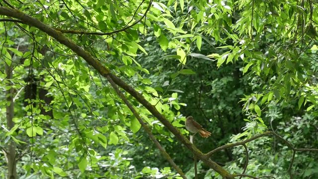 A redstart bird on a branch dances on one leg.