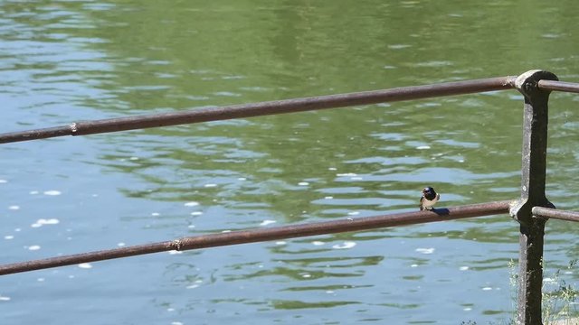 The swallow sits on a protection.
