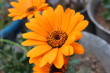 ディモルフォセカの花