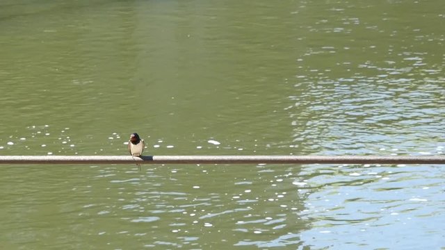 The swallow sits on a protection pipe.
