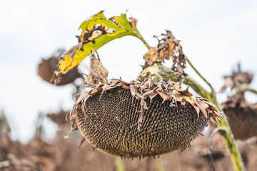 ripe sunflower flower in field, close up