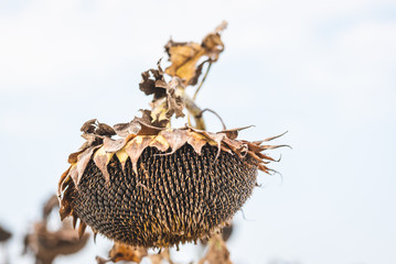 ripe sunflower flower in field, close up