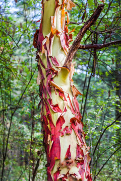 peeling bark of madrone or madrona tree in forest