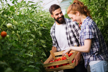 Two people working in a greenhouse. © NDABCREATIVITY