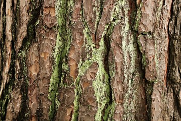 Embossed thick bark on the trunk of a tall old pine in the forest